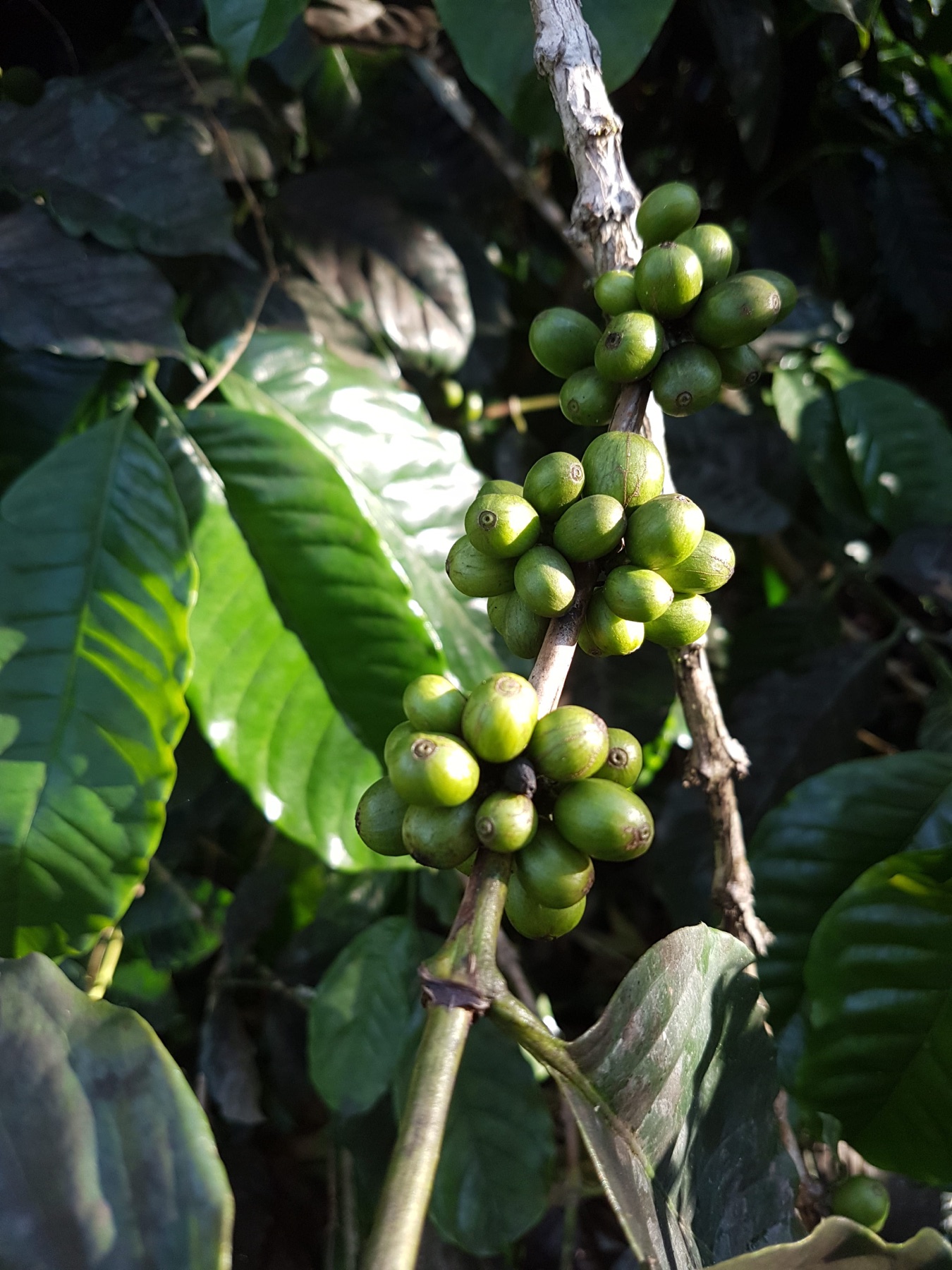 Typica Mejorado coffee profile