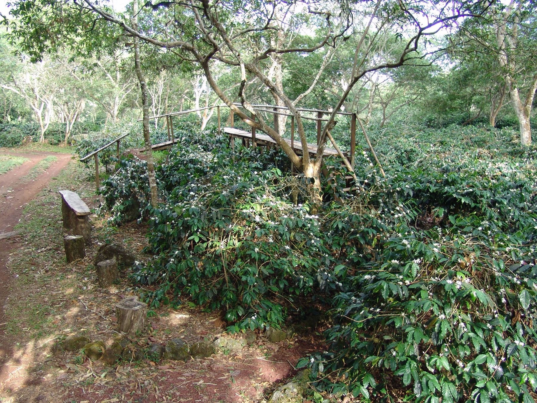 Galapagos Islands coffee origin visual